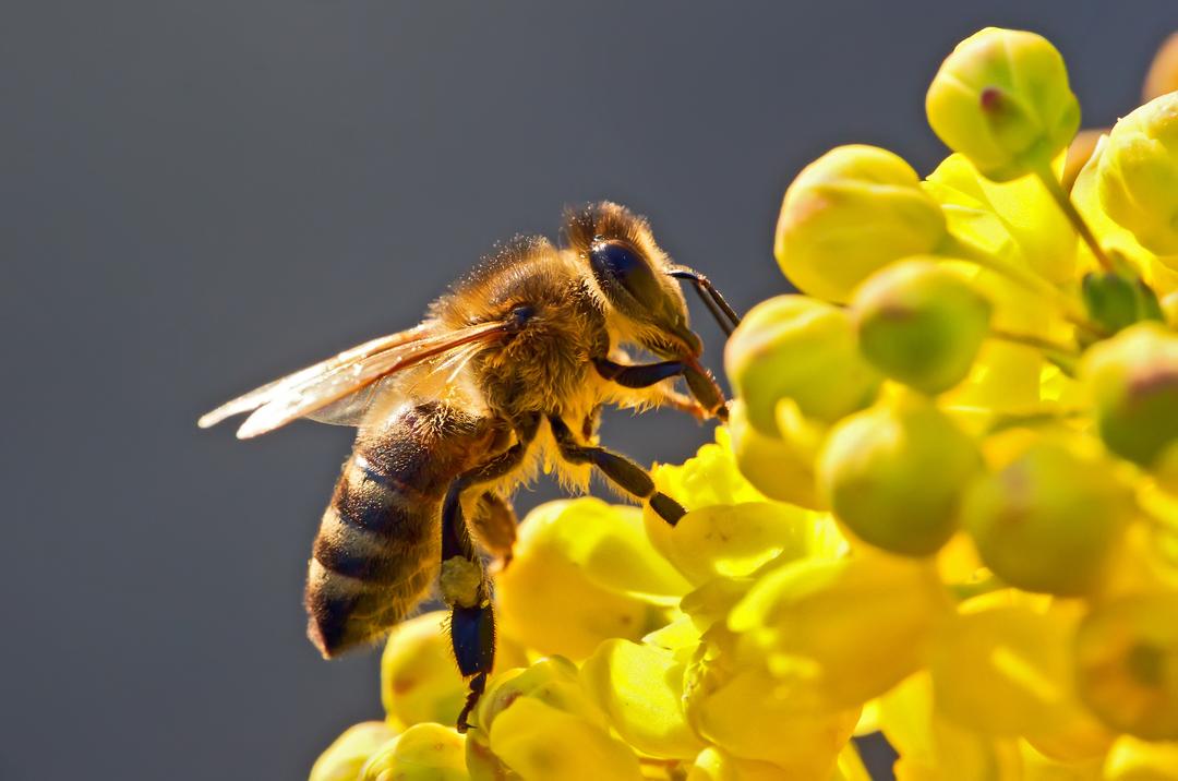 Comment différencier abeille, guêpe, frelon et bourdon — free download